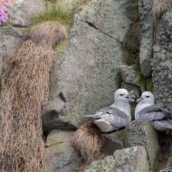 photo-oiseaux-ecosse-039