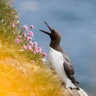 photo-oiseaux-ecosse-045