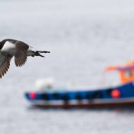 photo-oiseaux-ecosse-050