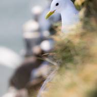 photo-oiseaux-ecosse-055