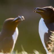 photo-oiseaux-ecosse-062