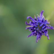 photo-flore-034