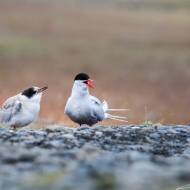 photo-islande-042