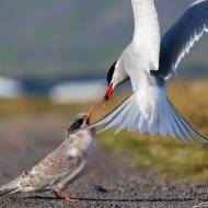 photo-islande-056