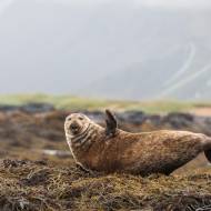 photo-islande-061