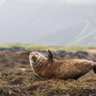 photo-islande-061