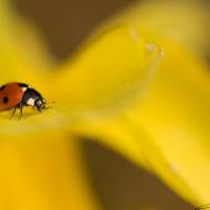 photo-macro-animaux-009