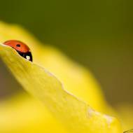 photo-macro-animaux-010