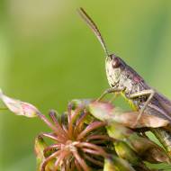 photo-macro-animaux-011