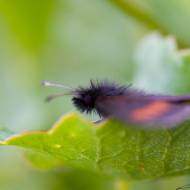 photo-macro-animaux-014