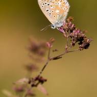 photo-macro-animaux-015