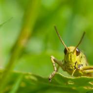 photo-macro-animaux-018