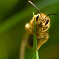 MACROPHOTOGRAPHIE ANIMALIERE