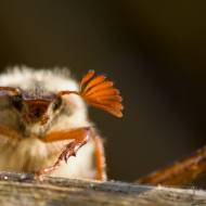 photo-macro-animaux-021