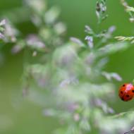 photo-macro-animaux-029