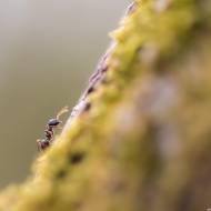 photo-macro-animaux-032