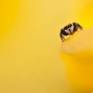 photo-macro-animaux-033