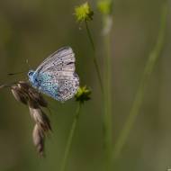 photo-macro-animaux-034