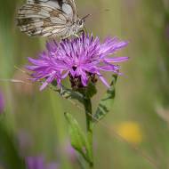 photo-macro-animaux-037