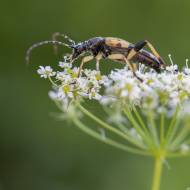 photo-macro-animaux-041