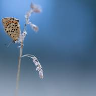 photo-macro-animaux-062