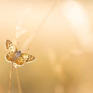 photo-macro-animaux-066