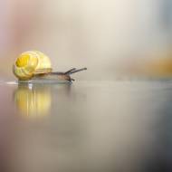 photo-macro-animaux-069