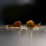 photo-macro-animaux-070