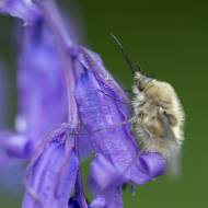 photo-macro-animaux-071