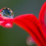 photo-macro-nature-006