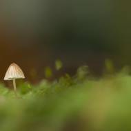 photo-macro-nature-29
