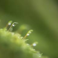 photo-macro-nature-31