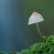 photo-macro-nature-32