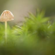 photo-macro-nature-34