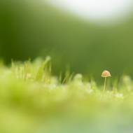 photo-macro-nature-38