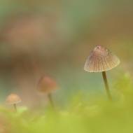 photo-macro-nature-41