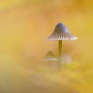 photo-macro-nature-48
