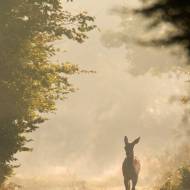 photo-mammifere-017