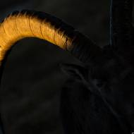 photo-mammifere-096