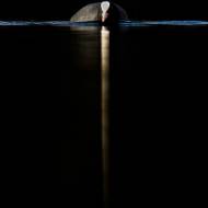 photo-oiseaux-024