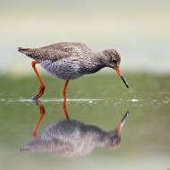 photo-oiseaux-038