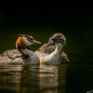 photo-oiseaux-073