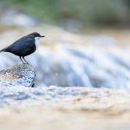 photo-oiseaux-079