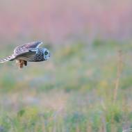 photo-oiseaux-082
