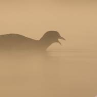 photo-oiseaux-104