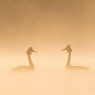 photo-oiseaux-108