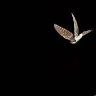 photo-oiseaux-115