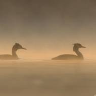 photo-oiseaux-135