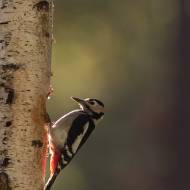 photo-oiseaux-142