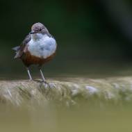 photo-oiseaux-145